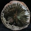 Triassic Aged Woodworthia Petrified Wood Log - Wide #28967-1